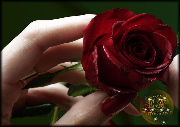 SZABLON - gurbet ruzgari_flowers_cicekler_red rose_0099_1.jpg