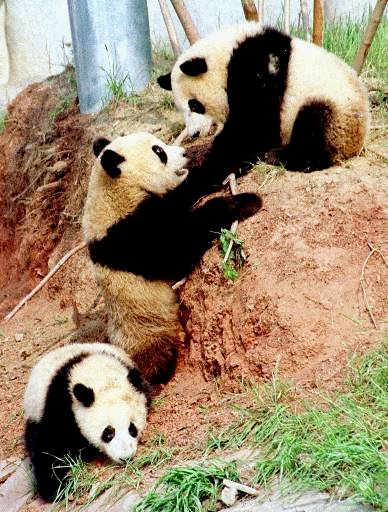Pandas - 92.jpg