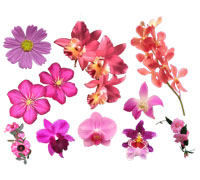 Kwiaty-szblony Flowers - templates - 6.jpg