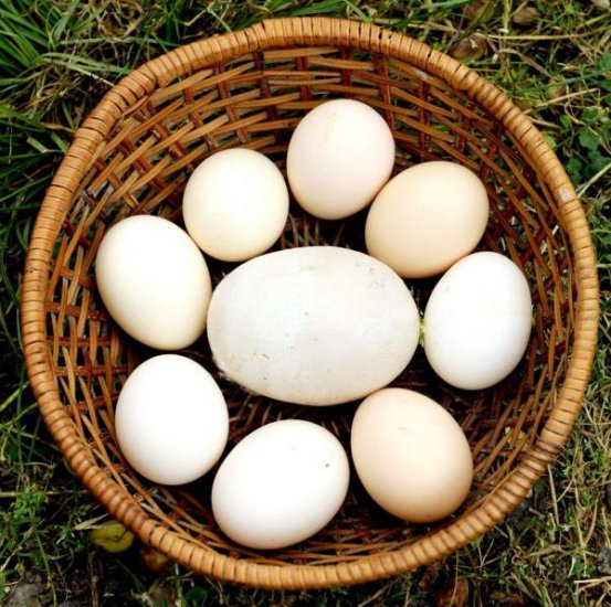 spożywcze - Największe kurze jajo - ponad 8 cm długości i 170 gramów wagi.jpg