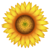 SŁONECZNIKI - kwiat-słonecznik-5.png