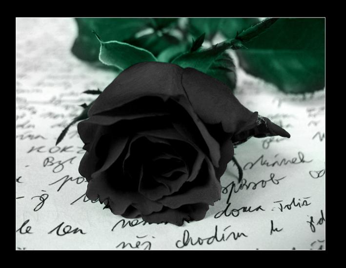 róże - black rose 11.jpg