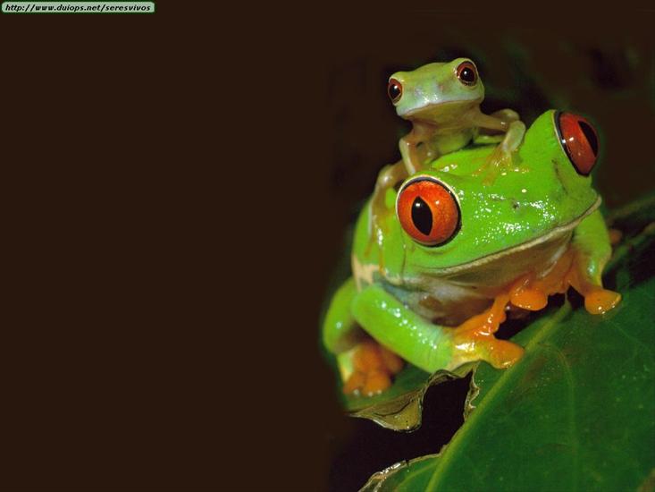 Gady, płazy reptiles  amphibians - _BB_Red-eyed-TreeFrog.jpg