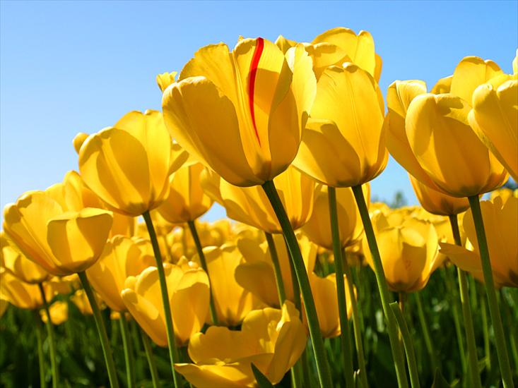 na kompaaa - Tulips.jpg