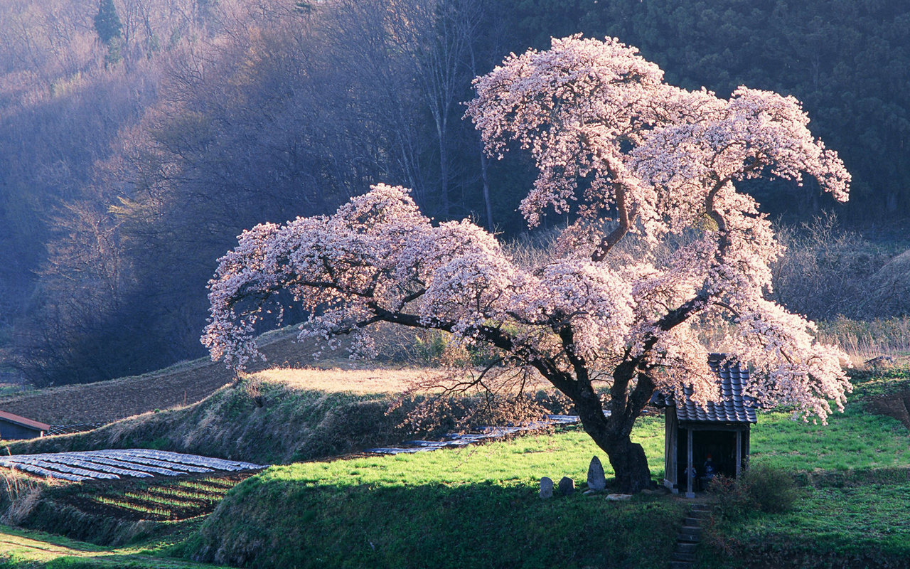 JAPONIA 2 - Cherry-Blossom-Tree-in-Mysty-Morning-Japanese-Blossoming.jpg