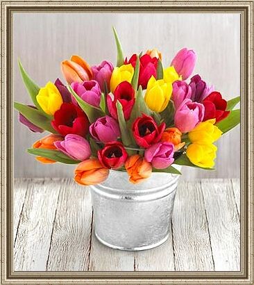 tulipany - t222.jpg