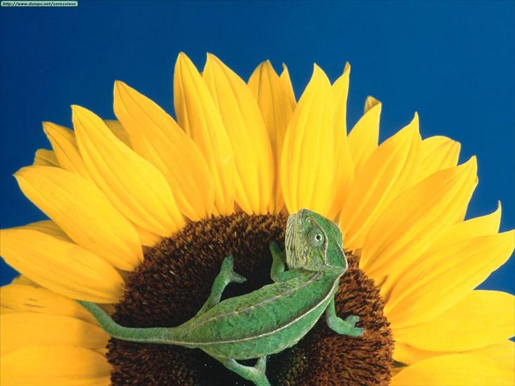 Gady, płazy reptiles  amphibians - Animals Chameleons_Catching Sunflower Rays, Chameleon.jpg