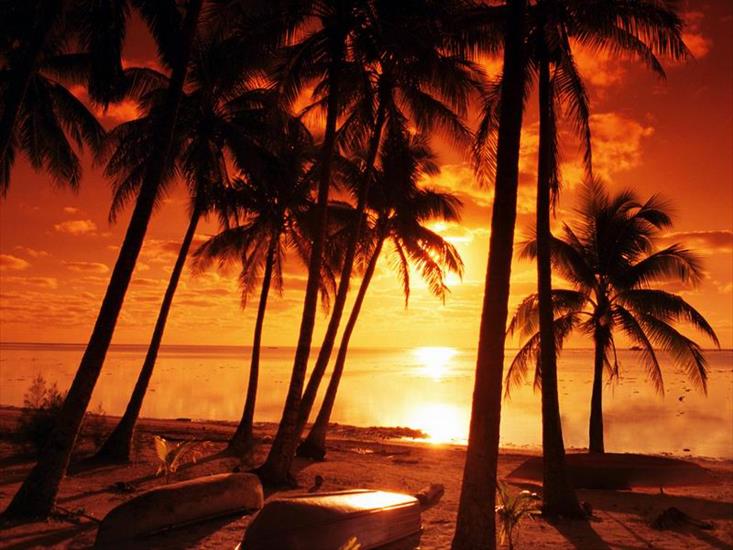 Zachody słońca - Palmy przy zachodzie słońca.jpg