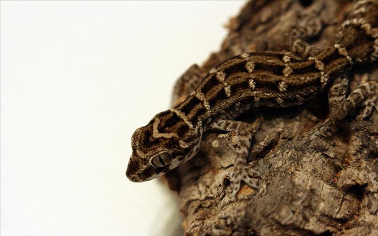 Gady, płazy reptiles  amphibians - Viper_Gecko_Reptile.jpg