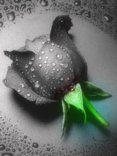 Róże - Black_Rose.jpg