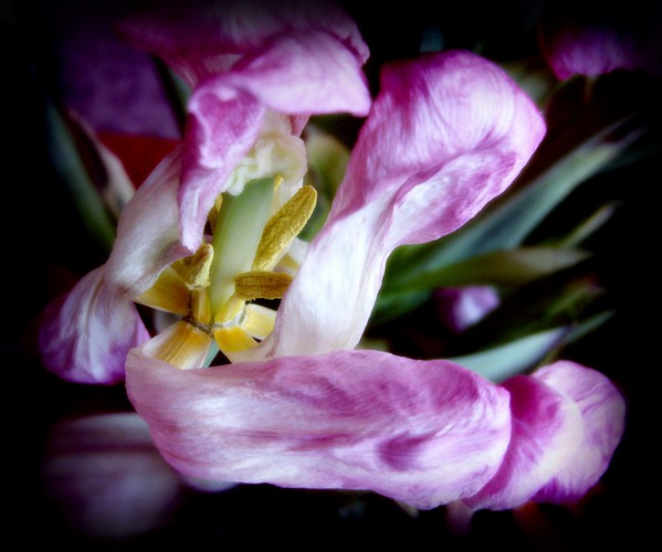 TAPETY1 - tulipan.jpg