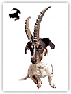 Zodiak 39 dogs - horoskopb4.gif