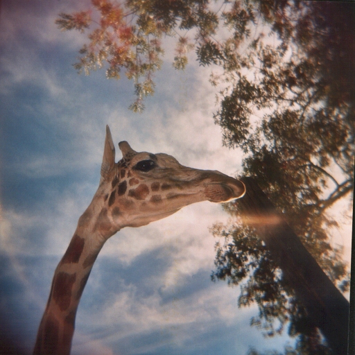 żyrafki - Giraffe_by_kyria_eos.jpg
