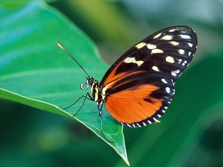 Motyle w naturze - Picture36.jpg