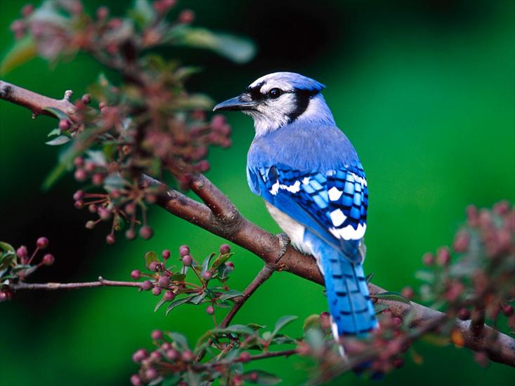 Zwierzęta - Blue Jay.jpg