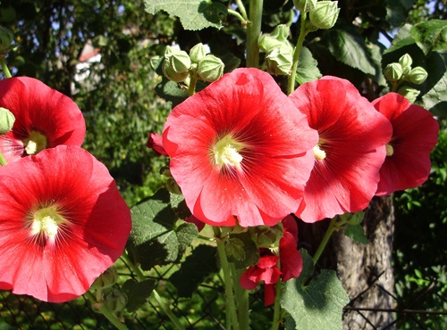 kwiaty z mojego ogródka - malwa - cz.jpg