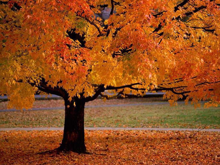 Złota Jesień - An Autumn Beauty - 1600x1200 - ID 34533 - PREMIU.jpg