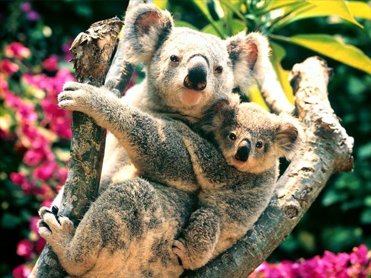 zwierzeta - koalas,_australia.jpg