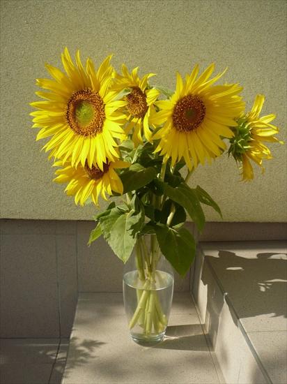 Kwiaty - Sunflower4_by_T_Nelly.jpg