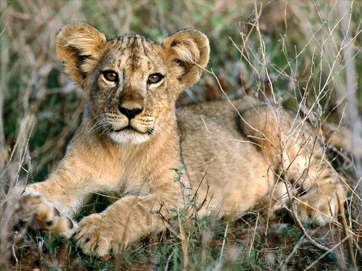 Koty - African Lion Cub Relaxing, Africa.jpg