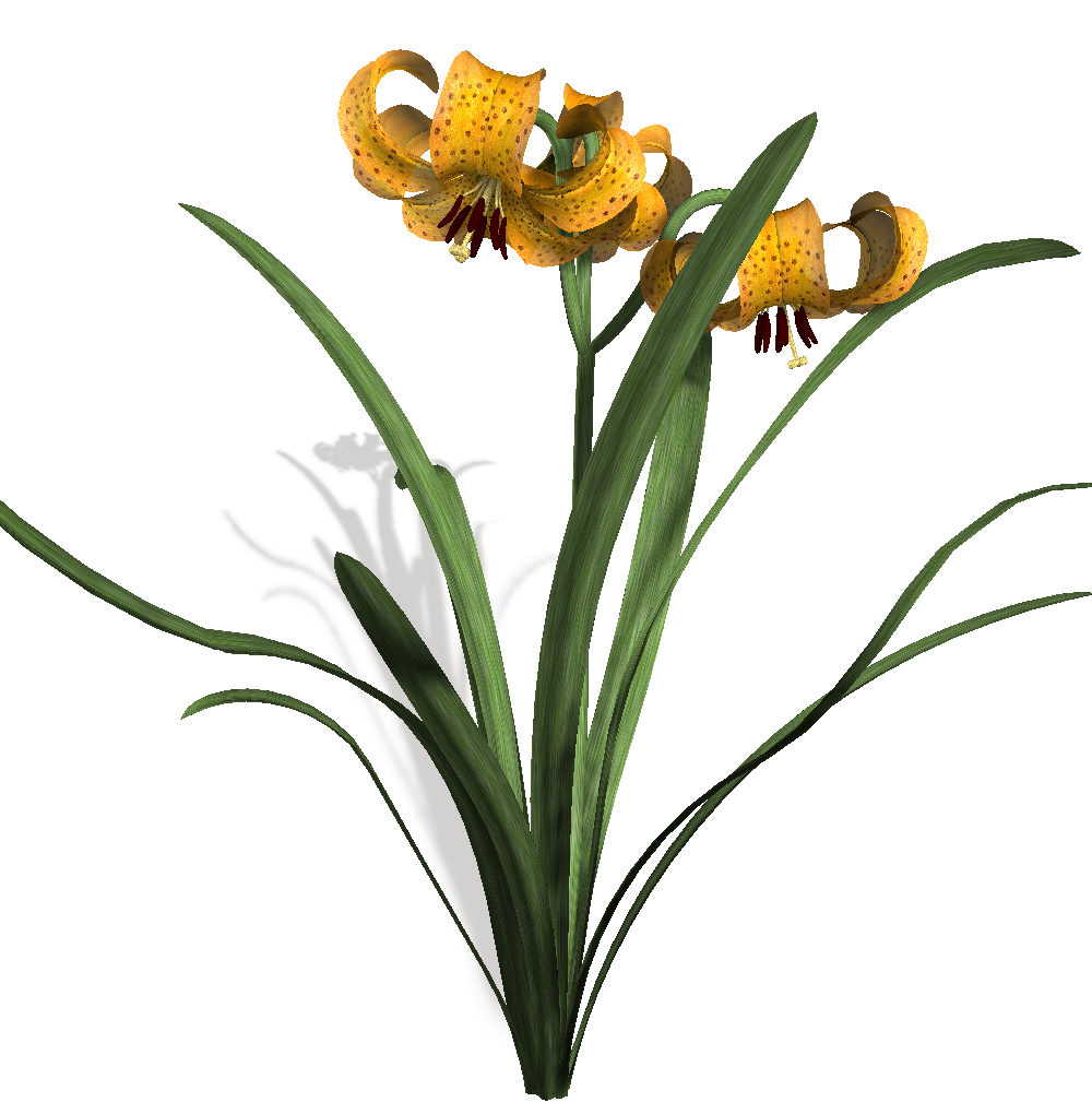 inne kwiaty - lily2.png
