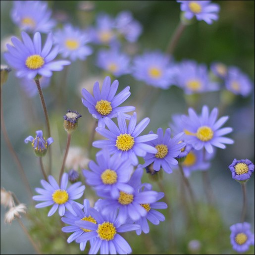 Stokrotki margaretki - purple daisies field.jpg