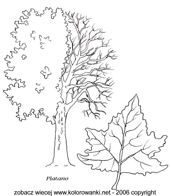 gatunki drzew i liści - drzewa_platan1.jpg