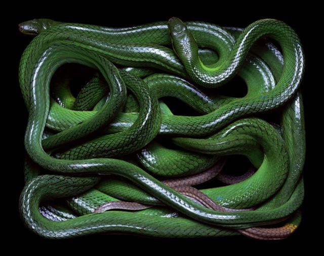 węże - snake_art_26.jpg