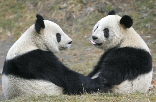 Pandas - 15.jpg