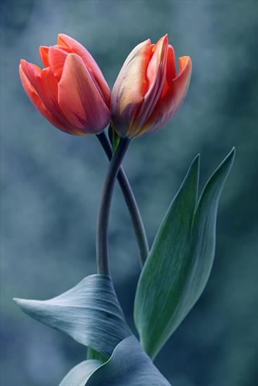 Wiosna - tulipany.jpg