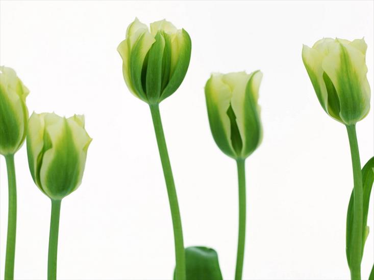 Tulipany - t11.jpg