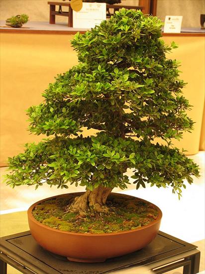 zdjecia bonsai - bonsai 21.jpg