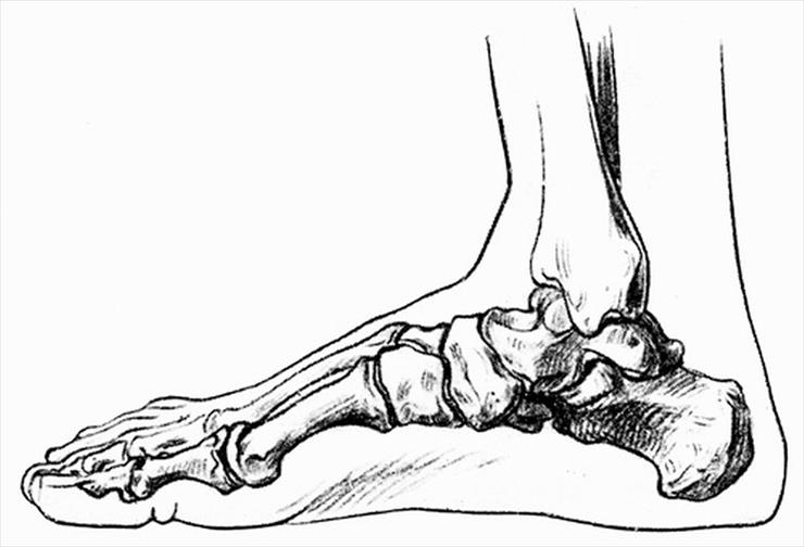 Anatomia Człowieka - foot-anatomy-1.jpg