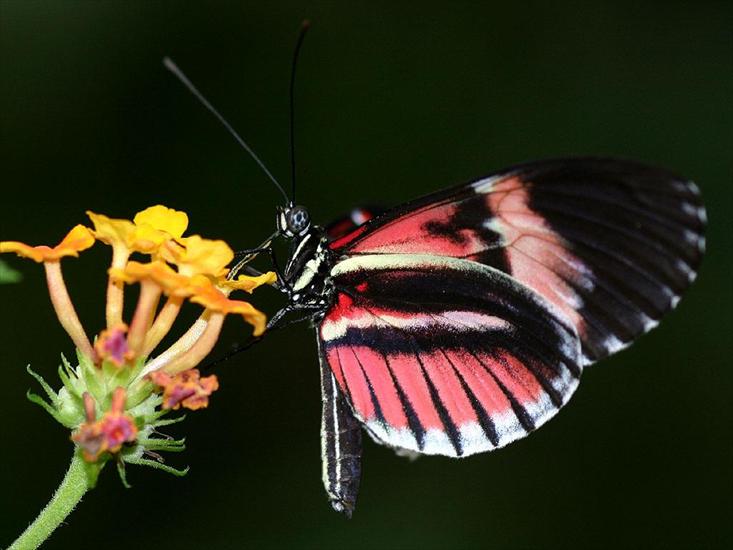 Piękne motyle - motyle_23.jpg