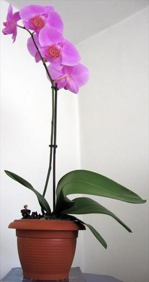 Galeria - orchidea i storczyki - 318px-Orchidea02.jpg