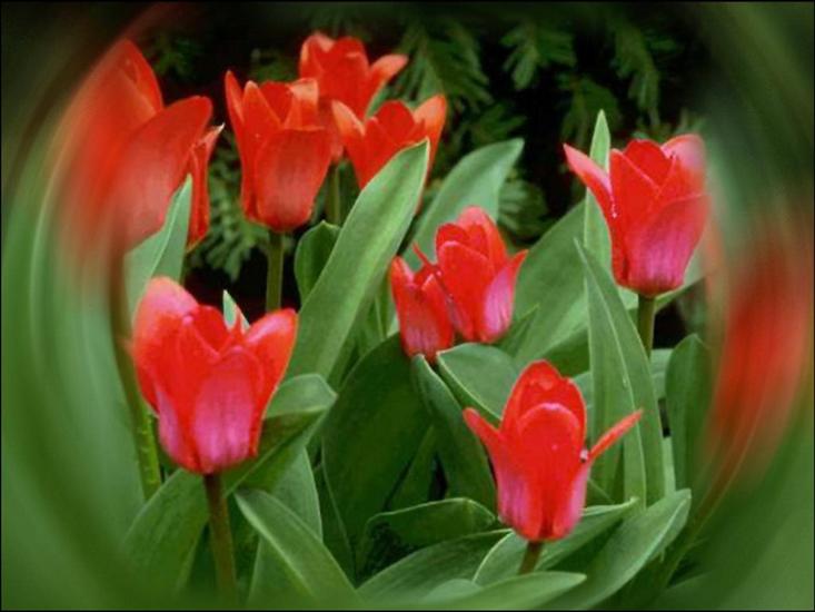Tulipany - 83.jpg