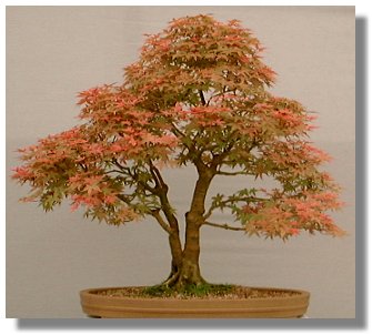 Drzewka Bonsai - 014-Bonsai.jpg