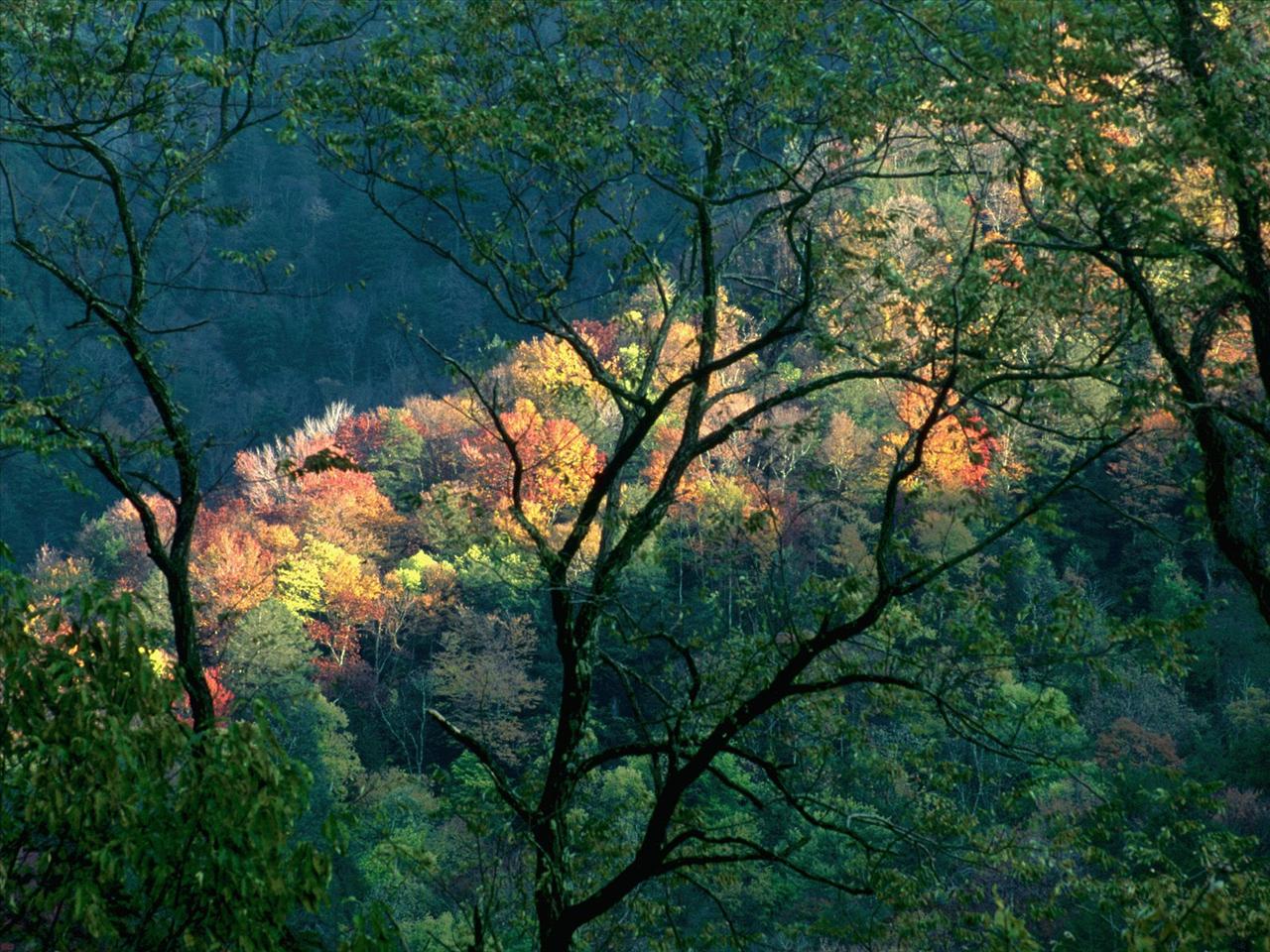 galeria-pejzaże, krajobrazy - Autumn Light, Great Smoky Mountains, Tennessee.jpg