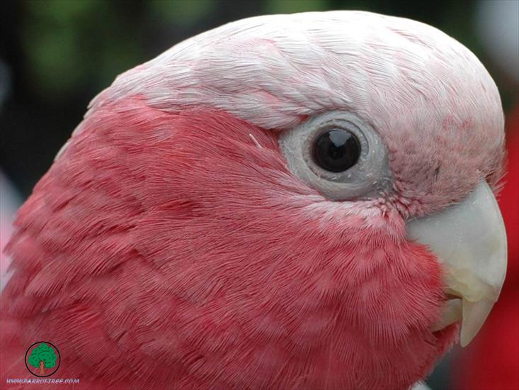 Piękne papużki - Parrots - 34.jpg
