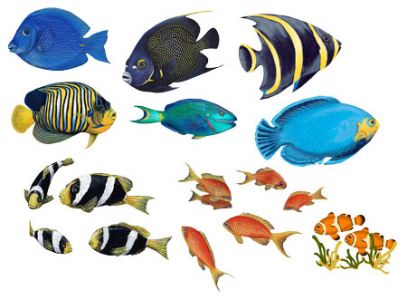 zestawy - fishes_png.jpg