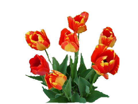   Tulipany - kolorowe - pfs_84403.png