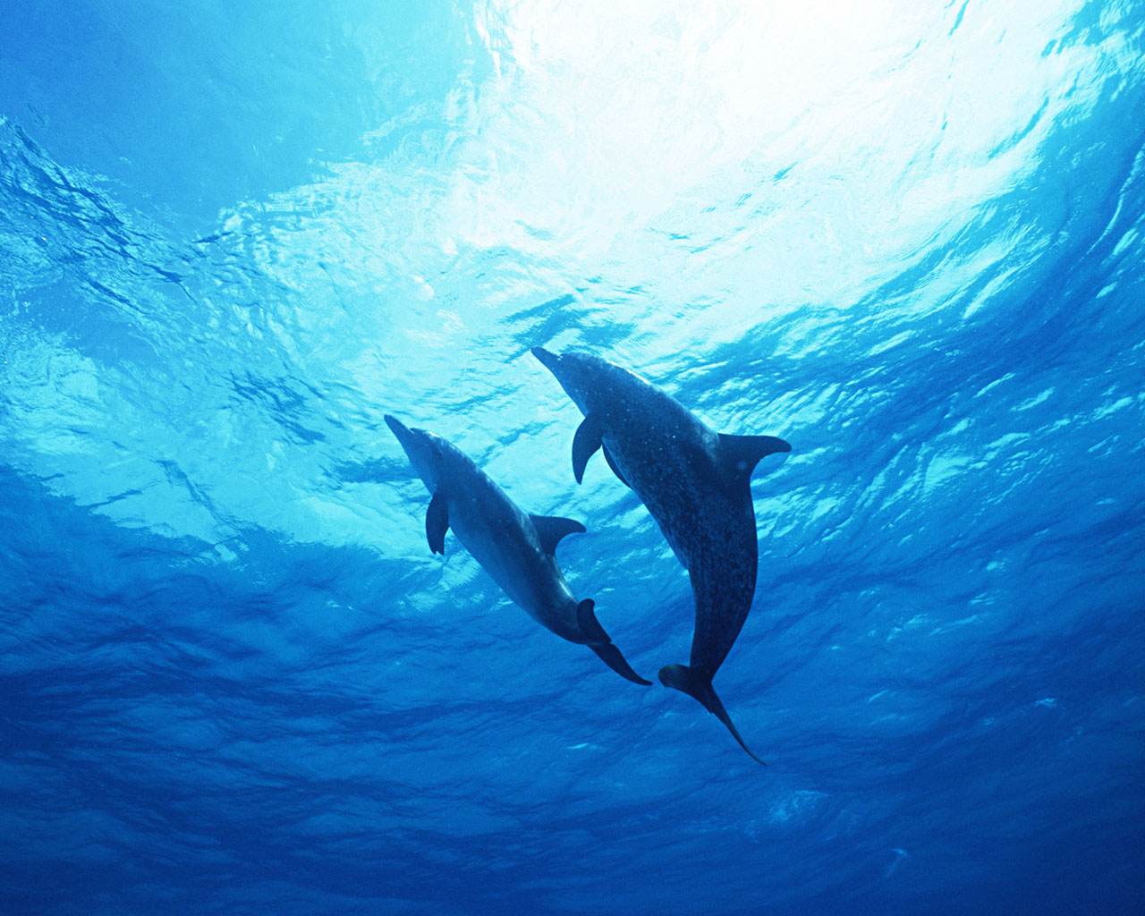 Delfiny - Dolphin 22.jpg
