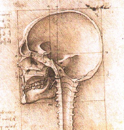 Szkice Leonarda da Vinci - skull2.jpg