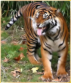 tygrysy - tiger1.jpg