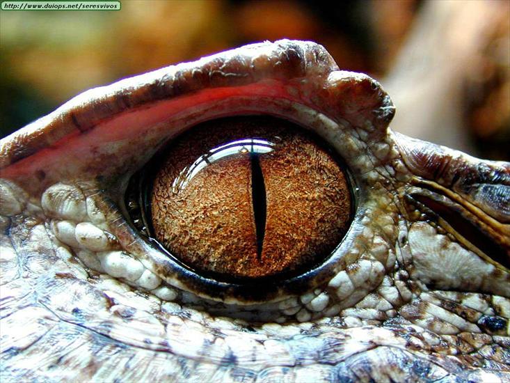 Gady, płazy reptiles  amphibians - nml-rp-03.jpg