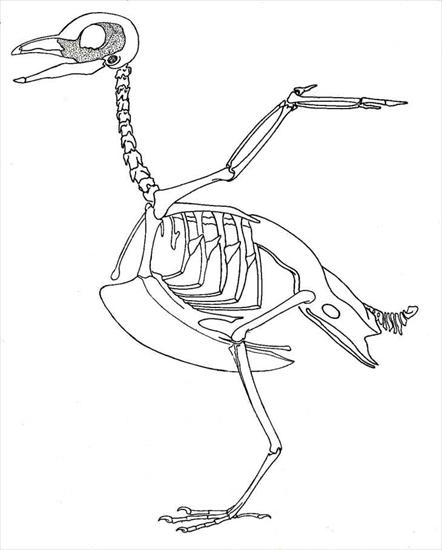 Dokumenty - bird-skeleton-big.jpg