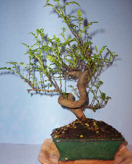 Bonsai - bonsai 1131.jpg