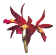 KWIATY foto-photoshop - orchid04_psptube.png