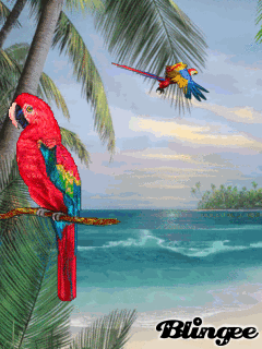 Zwierzęta - pappagalli.gif