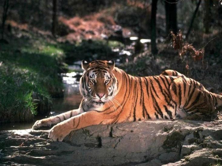 koty duże - tygrys 14.jpg